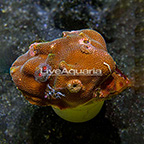 Aussie Encrusting Porites Coral with Christmas Tree Worms (click for more detail)