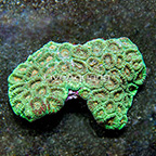 Aussie Dipsastraea Brain Coral  (click for more detail)