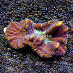 Aussie Spiny Pectinia Coral (click for more detail)