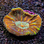 Aussie Pectinia Chalice Coral  (click for more detail)