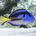 African Yellow Belly Blue Tang  (click for more detail)
