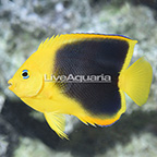 Rock Beauty Angelfish  (click for more detail)