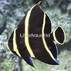 French Angelfish, Transitioning (click for more detail)