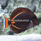 Achilles Tang, Juvenile EXPERT ONLY (click for more detail)