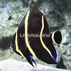 French Angelfish, Transitioning (click for more detail)