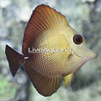 Scopas Tang  (click for more detail)
