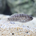Biota Captive-Bred Starry Goby (click for more detail)
