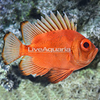 Popeye Catalufa Soldierfish (click for more detail)