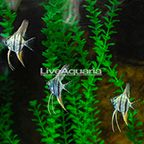 Cobalt Blue Angelfish (Group of 3) (click for more detail)