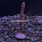 ORA® Purple Gorgonian (click for more detail)