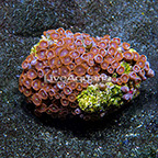 Red People Eater Colony Polyp Rock Zoanthus Indonesia IM (click for more detail)