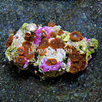 X-Men Colony Polyp Rock Zoanthus Indonesia IM (click for more detail)
