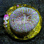 Aussie Mini Scolymia Coral  (click for more detail)