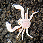 Porcelain Anemone Crab (click for more detail)