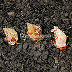 Operculate Hermit Crab (3-Lot) (click for more detail)