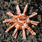 Pencil Urchin (click for more detail)