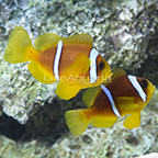 Biota Captive-Bred Two Banded Clownfish (Bonded Pair) (click for more detail)