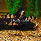 Clown Loach (Group of 5) (click for more detail)