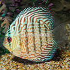 Royal Red Discus (click for more detail)