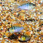 German Blue Ram Cichlid (Group of 3) EXPERT ONLY (click for more detail)
