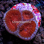 LiveAquaria® Dipsastraea Brain Coral  (click for more detail)