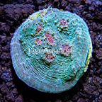ORA® Stardust Chalice Coral (click for more detail)