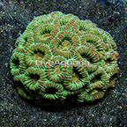 Aussie Dipsastraea Brain Coral  (click for more detail)