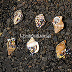 Neon Blue Stripe Hermit Crab (6-Lot) (click for more detail)