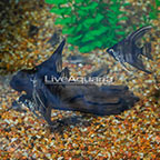 Black Pinoy Angelfish (Group of 3) (click for more detail)