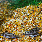 Black Widow Frontosa Cichlid (Group of 3) (click for more detail)