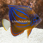 Annularis Angelfish, Adult  (click for more detail)