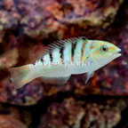 Hardwicke Wrasse  (click for more detail)