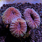 ORA® Marshall Island Lobophyllia Coral (click for more detail)