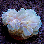 ORA® Marshall Island Bubble Coral (click for more detail)