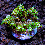 ORA® Fuzzy Green Acropora Coral (click for more detail)