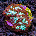 USA Cultured Ultra Favites Coral (click for more detail)