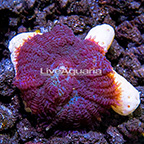ORA® Purple Bullseye Mushroom (click for more detail)