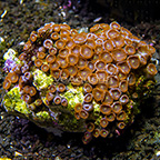 Red People Eater Colony Polyp Rock Zoanthus Indonesia IM (click for more detail)
