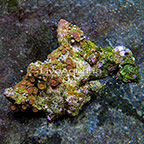 Wham'n Watermelon and Radioactive Dragon Eye Colony Polyp Rock Zoanthus Indonesia IM (click for more detail)