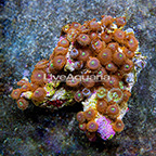 Houdini and Ultra Green Galaxy Colony Polyp Rock Zoanthus Indonesia IM (click for more detail)