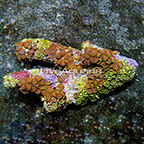 Wham'n Watermelon and Green Bay Packers Colony Polyp Rock Zoanthus Indonesia IM (click for more detail)