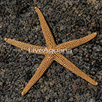 Green Sea Star (click for more detail)