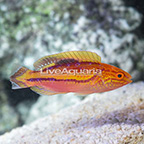 Splendid Pintail Fairy Wrasse Terminal Phase Male (click for more detail)