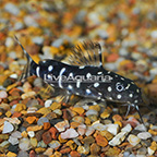 Synodontis Angelicus Catfish (click for more detail)