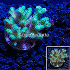 USA Cultured Pocillopora Coral (click for more detail)