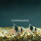 Viriginia's Cory Catfish (Pair) (click for more detail)