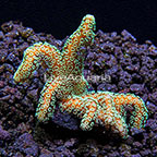 ORA® Green Birdsnest Coral (click for more detail)