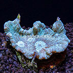 ORA® Marshall Island Pectinia Coral (click for more detail)