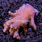 ORA® Yellow Polyp Sinularia Finger Leather Coral (click for more detail)