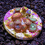 USA Cultured Ultra Zoanthus (click for more detail)